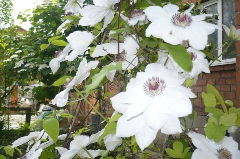 Изображение Изображение гостиницы "Гостевая усадьба «Александр»" #7 #7