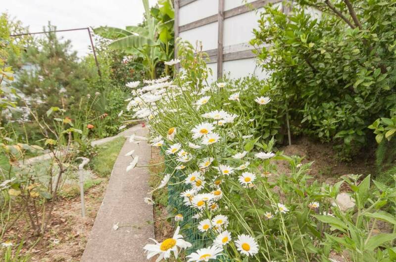 Изображение Изображение гостиницы &quot;Гостевой дом «Лилия»&quot; #4 #4