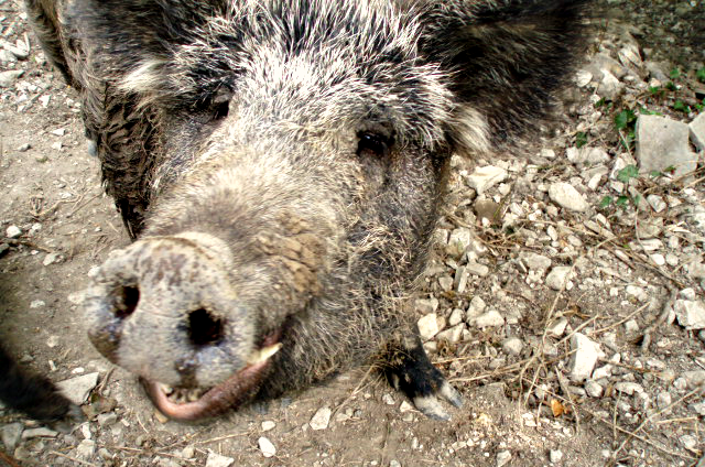 Изображение Изображение гостиницы &quot;Гостевой дом «Лесной»&quot; #4 #4