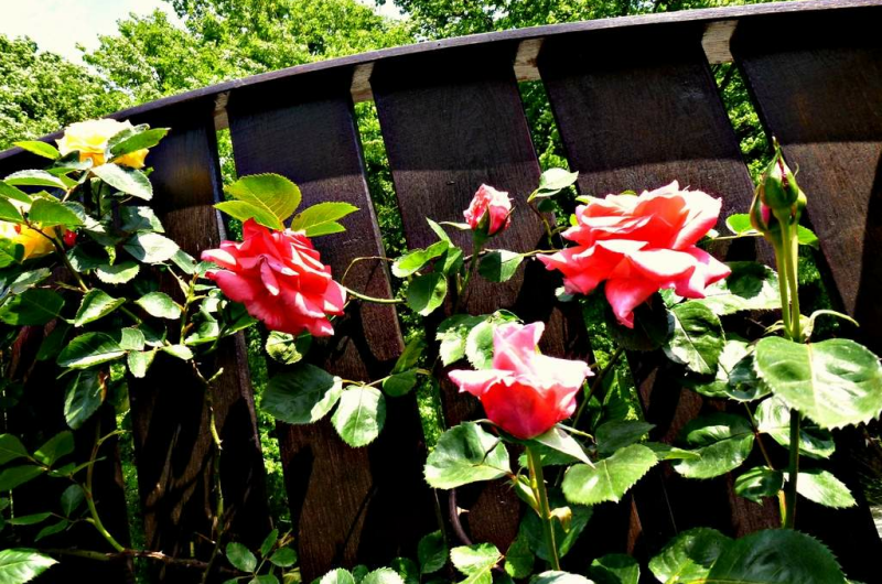 Изображение Изображение гостиницы &quot;Гостевой дом «Лесной»&quot; #7 #7