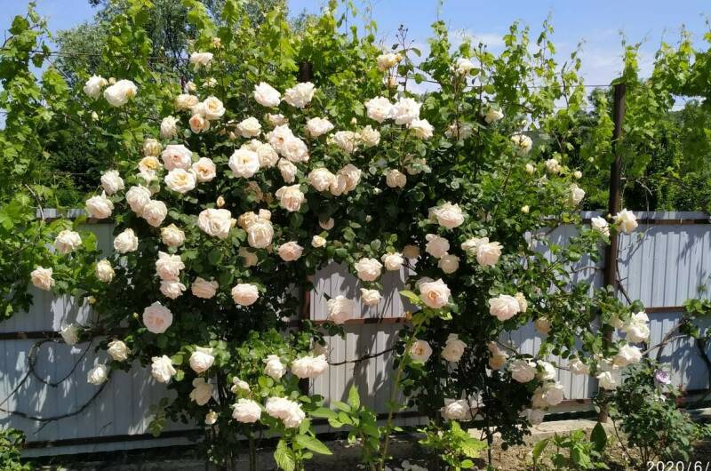 Изображение Изображение гостиницы &quot;Гостевой дом «Елена»&quot; #2 #2