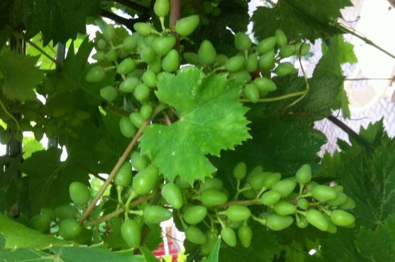 Изображение Изображение гостиницы &quot;Частный дом «на Черноморской 4 В»&quot; #2 #2