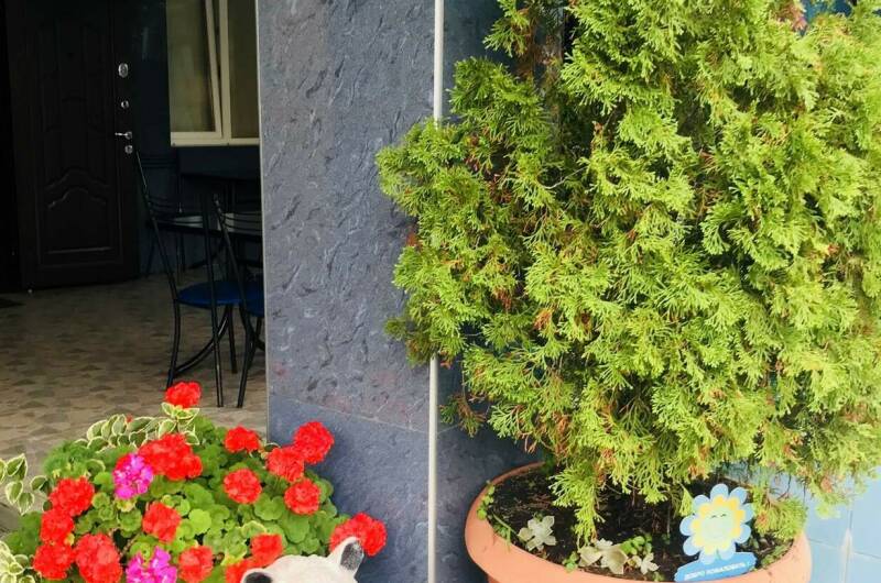 Изображение Изображение гостиницы "Гостевой дом «Наира»" #8 #8