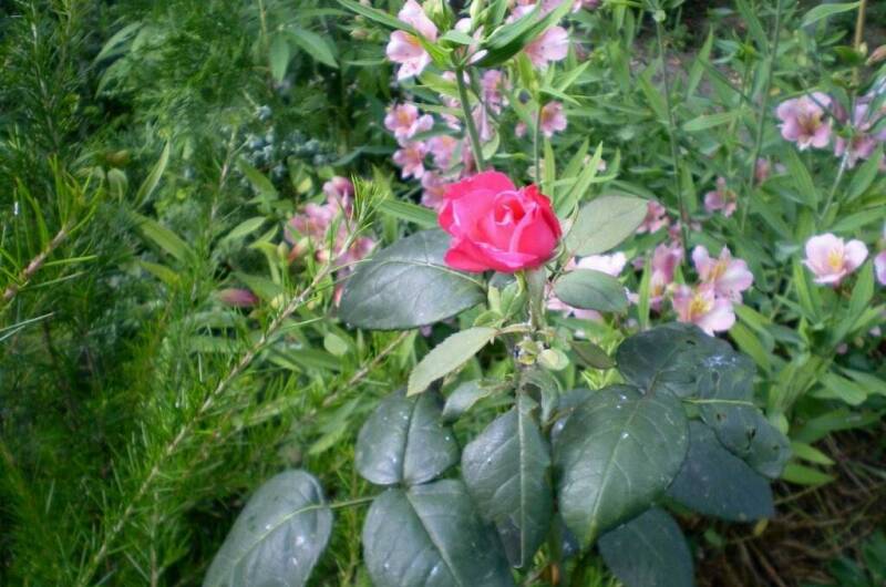 Изображение Изображение гостиницы &quot;Гостевой дом «Кантри»&quot; #4 #4