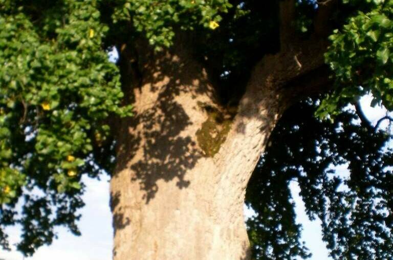 Изображение Изображение гостиницы &quot;Гостевой дом «Кантри»&quot; #8 #8