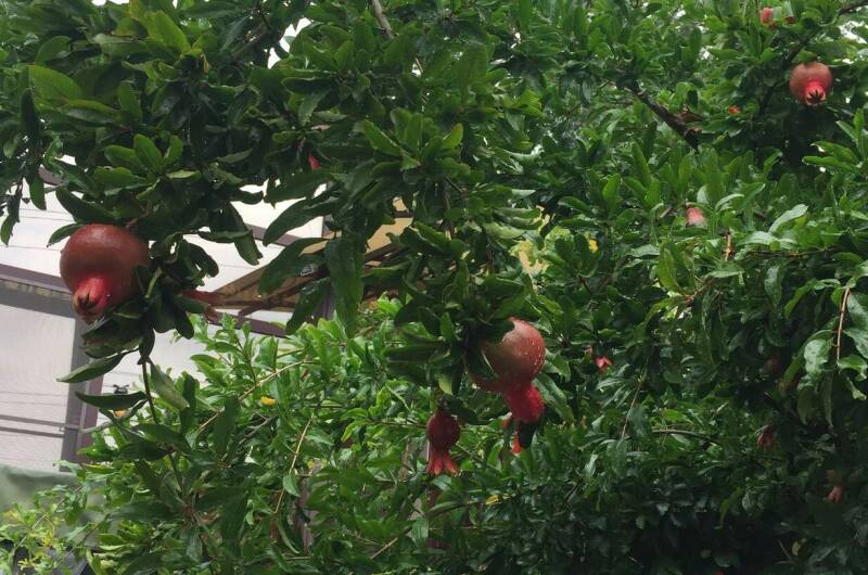 Изображение Изображение гостиницы "Гостевой дом «Руслан»" #6 #6