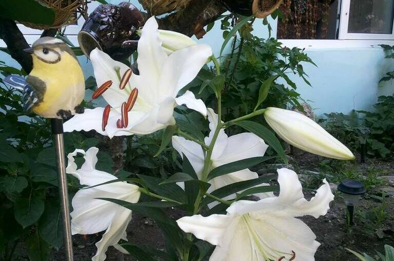 Изображение Изображение гостиницы "Гостевой дом на Школьной" #8 #8