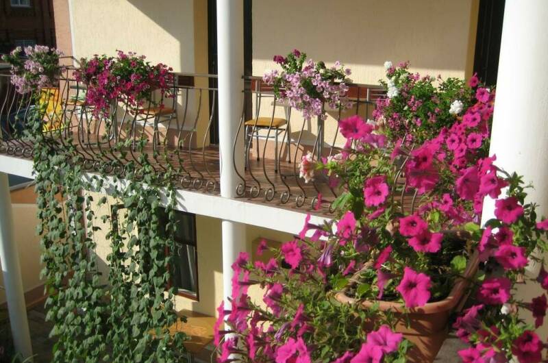 Изображение Изображение гостиницы &quot;Гостевой дом «Приветливый»&quot; #8 #8