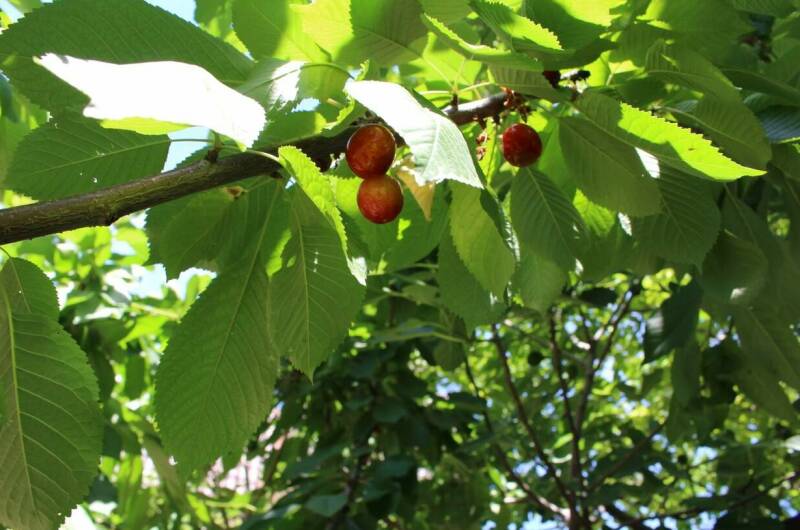 Изображение Изображение гостиницы &quot;Гостевой дом «Морская 265»&quot; #3 #3