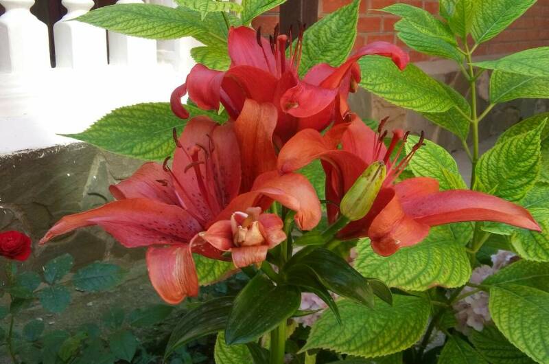 Изображение Изображение гостиницы &quot;Гостевой дом «11 регион»&quot; #2 #2