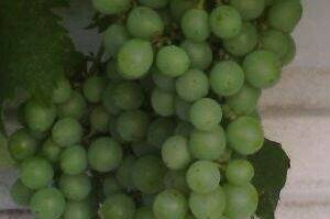 Изображение Изображение гостиницы &quot;Частный дом на Черноморской 4&quot; #7 #7