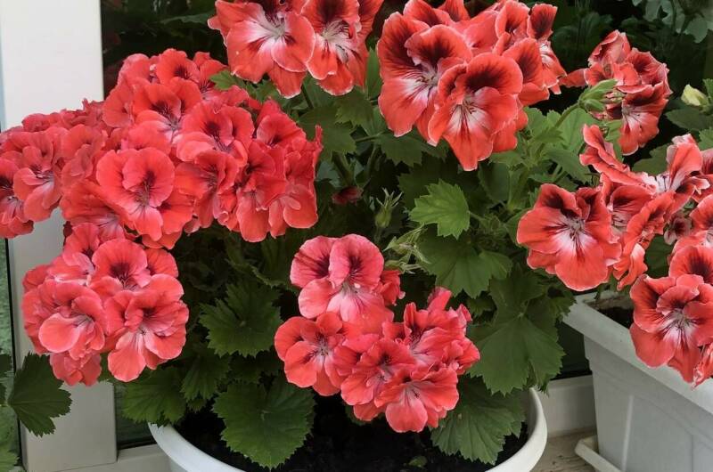 Изображение Изображение гостиницы &quot;Гостевой дом «Золотой якорь»&quot; #5 #5