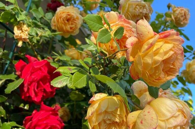 Изображение Изображение гостиницы "Гостевой дом «Абсолют»" #8 #8