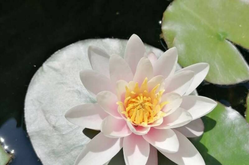 Изображение Изображение гостиницы "Частный сектор «Экзотический рай»" #8 #8