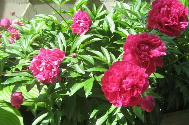 Изображение Изображение гостиницы &quot;Частный дом «Эдем»&quot; #6 #6