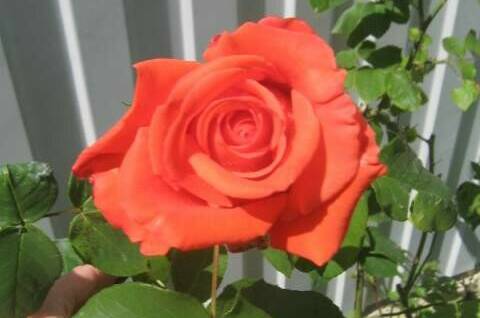 Изображение Изображение гостиницы &quot;Частный дом «Эдем»&quot; #7 #7