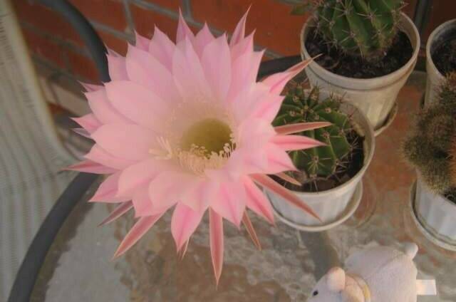 Изображение Изображение гостиницы &quot;Частный дом «Эдем»&quot; #8 #8