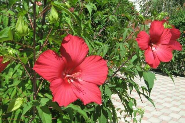 Изображение Изображение отеля / гостиницы "Частный дом «Эдем»" #10 #8