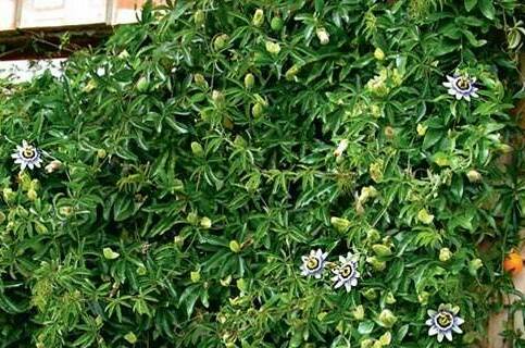 Изображение Изображение гостиницы "Гостевой дом «Зеленый дворик»" #3 #3