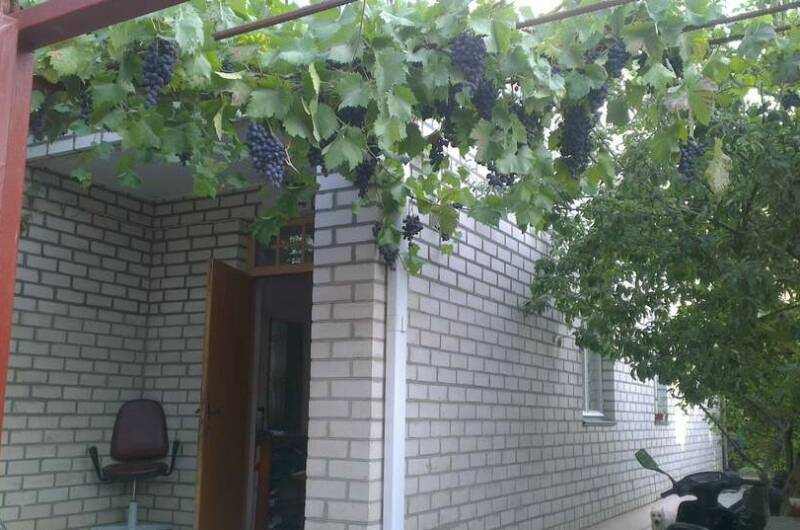 Изображение Изображение гостиницы "Гостевой дом «Софья»" #4 #4