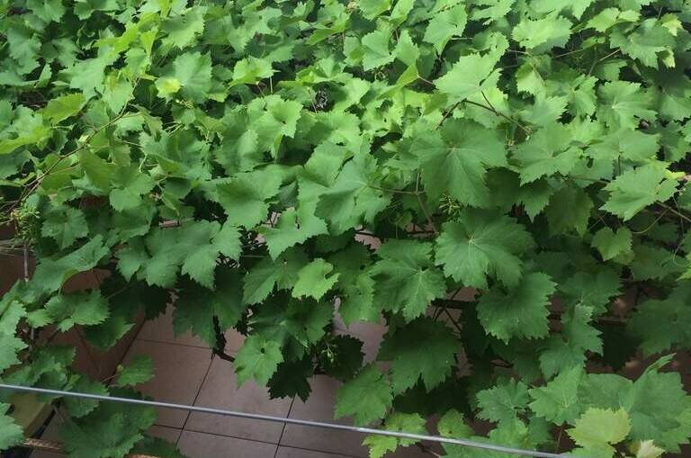 Изображение Изображение отеля / гостиницы "Гостевой дом «Софья»" #11 #9