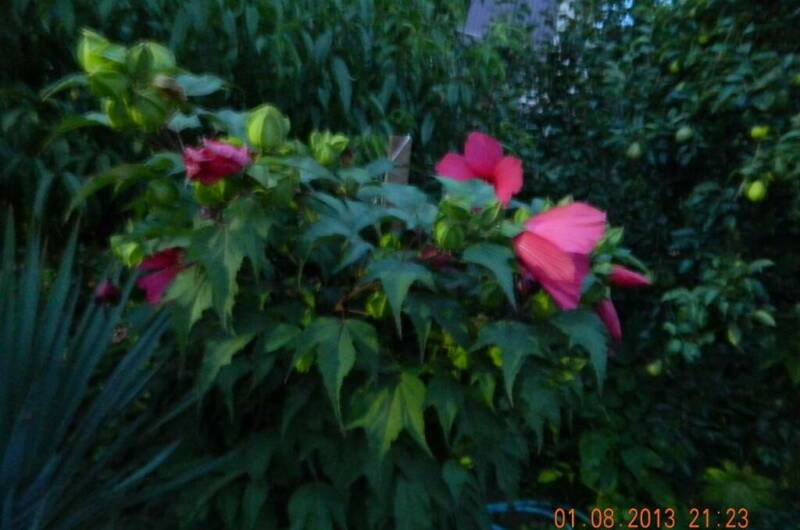 Изображение Изображение гостиницы "Гостевой дом «Чайка»" #6 #6