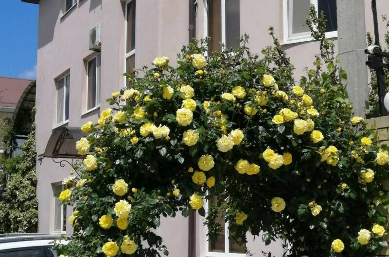 Изображение Изображение гостиницы "Гостевой дом «Розовый фламинго»" #1 #1