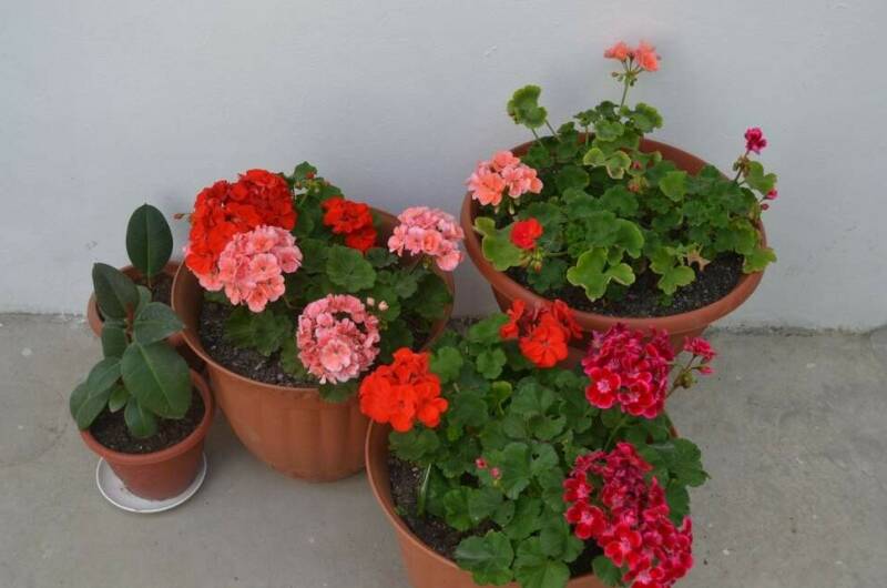 Изображение Изображение гостиницы &quot;Гостевой дом «София»&quot; #2 #2