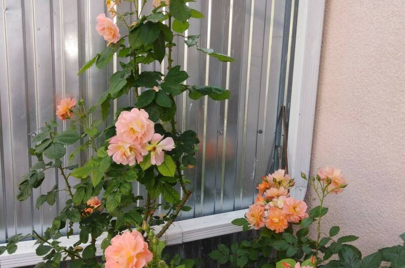 Изображение Изображение гостиницы &quot;Гостевой дом «София»&quot; #6 #6