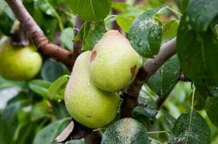 Изображение Изображение гостиницы "Частный сектор «Бегемот»" #4 #4