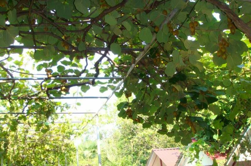 Изображение Изображение гостиницы "Гостевой дом «Злата»" #2 #2