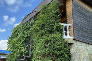 Изображение Гостиница «Колибри» #2