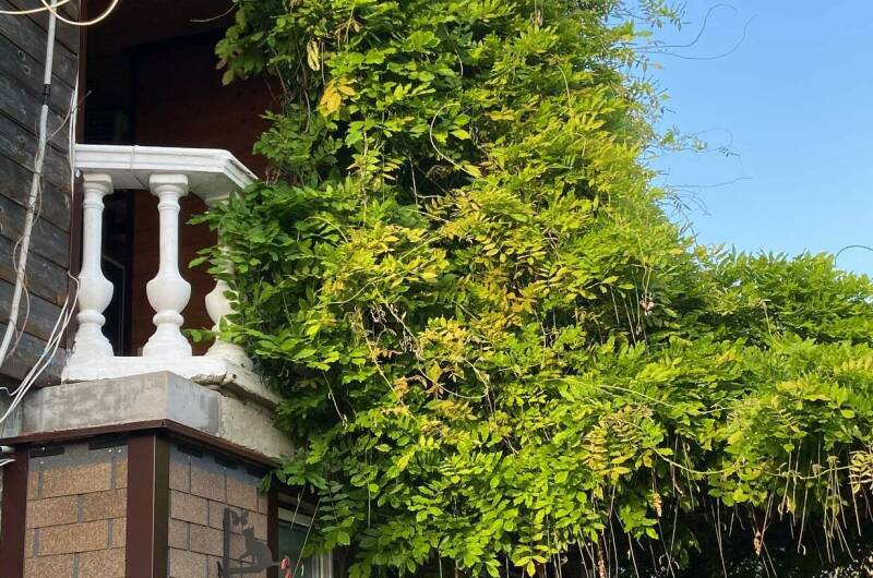 Изображение Изображение гостиницы "Гостиница «Колибри»" #6 #6