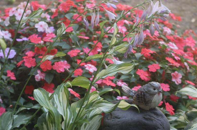 Изображение Изображение отеля / гостиницы "Гостевой дом «Белый ирис»" #11 #9