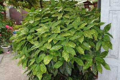 Изображение Изображение гостиницы "Гостевой дом «Арианна»" #8 #8