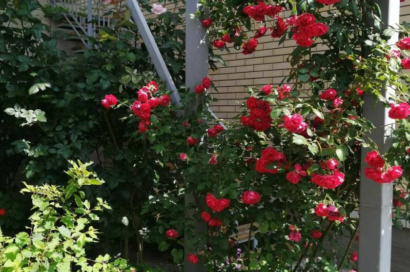 Изображение Изображение гостиницы "Частный сектор на Толстого" #3 #3