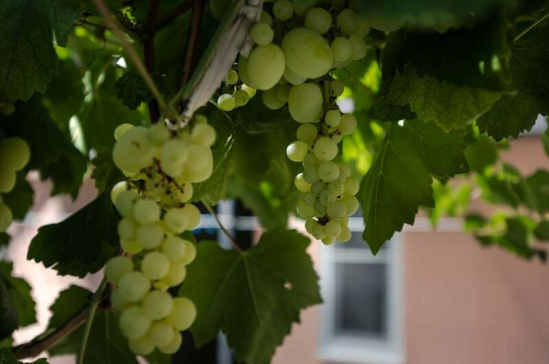 Изображение Изображение отеля / гостиницы "Гостевой дом «У моря»" #11 #9