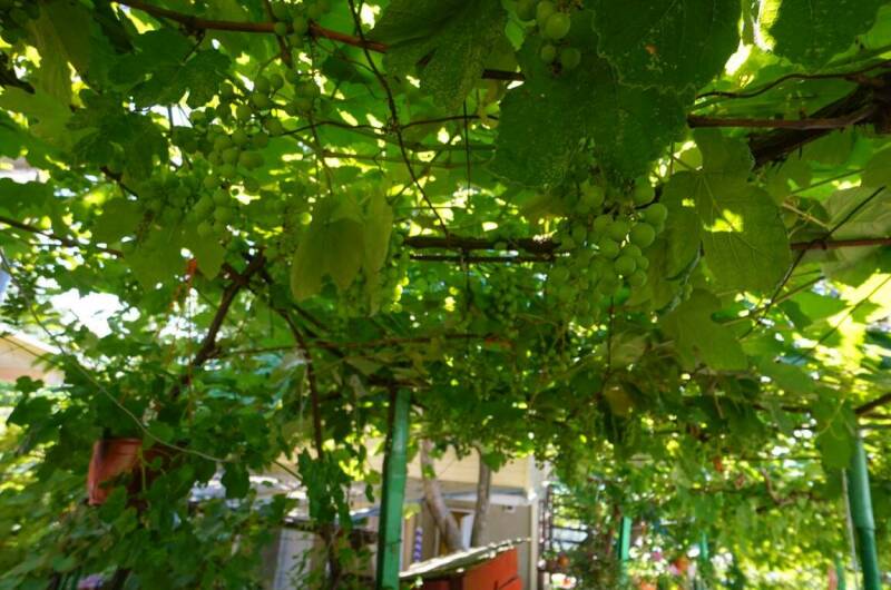 Изображение Изображение отеля / гостиницы "Гостевой дом «У тЁти Гали»" #11 #9