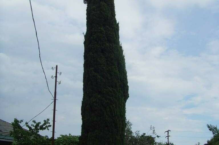 Изображение Изображение отеля / гостиницы "Частный сектор «У Кипариса»" #11 #9