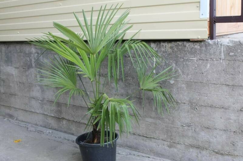 Изображение Изображение гостиницы "Гостевой дом «В гостях у Риты»" #4 #4