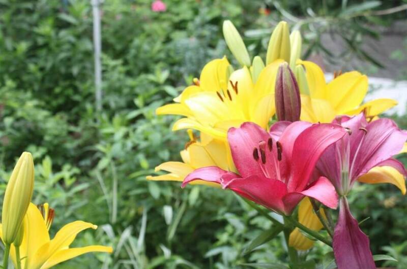 Изображение Изображение гостиницы "Гостевой дом «У Даши»" #6 #6