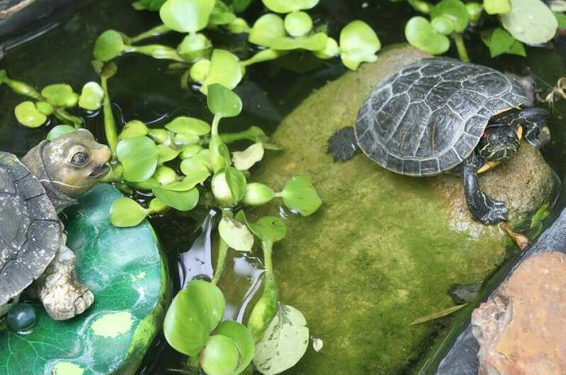 Изображение Изображение гостиницы "Гостевой дом «У Даши»" #7 #7