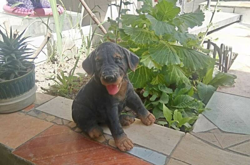 Изображение Изображение гостиницы "Гостевой дом «У Даши»" #8 #8