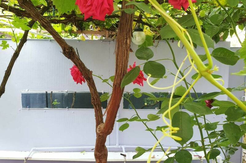 Изображение Изображение гостиницы &quot;Гостевой дом «Аида»&quot; #4 #4