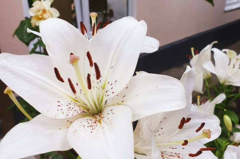 Изображение Изображение отеля / гостиницы "Гостевой дом «Аида»" #11 #9