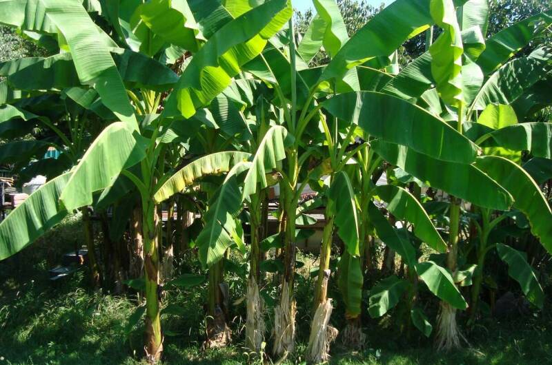 Изображение Изображение гостиницы "Гостевой дом «Дворик детства»" #6 #6