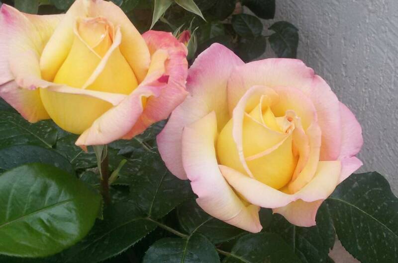 Изображение Изображение гостиницы &quot;Гостевой дом «Белоснежка»&quot; #3 #3