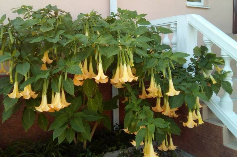 Изображение Изображение гостиницы &quot;Гостевой дом «Березка»&quot; #6 #6