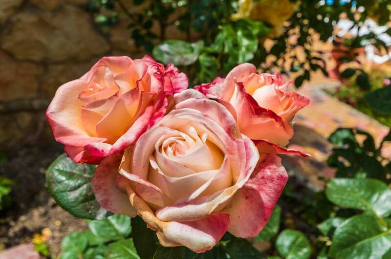 Изображение Изображение отеля / гостиницы "Гостевой дом «Голубая бухта»" #10 #8