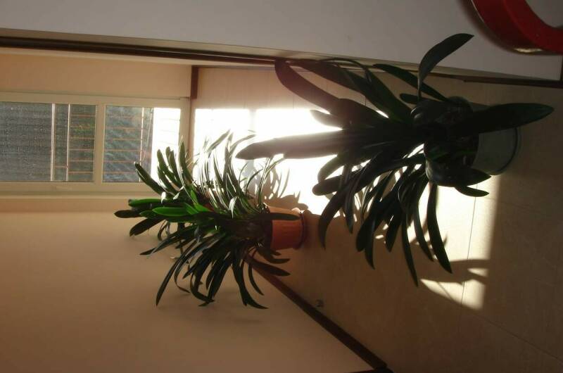 Изображение Изображение гостиницы "Гостевой дом «Адениум»" #5 #5